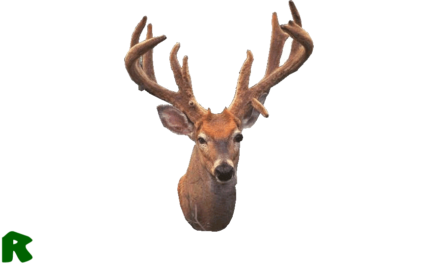hirsch